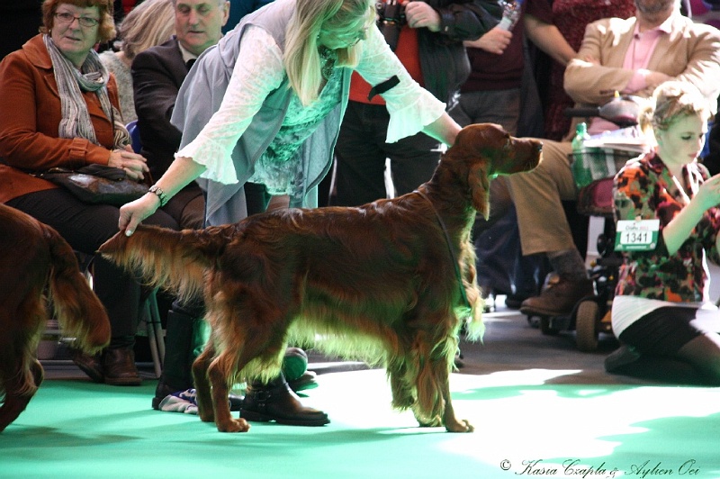 Crufts2011 548.jpg